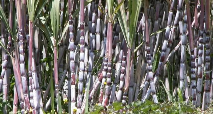 Regional agricultural representatives visiting the Safarico sugar cane plantation in Madeira