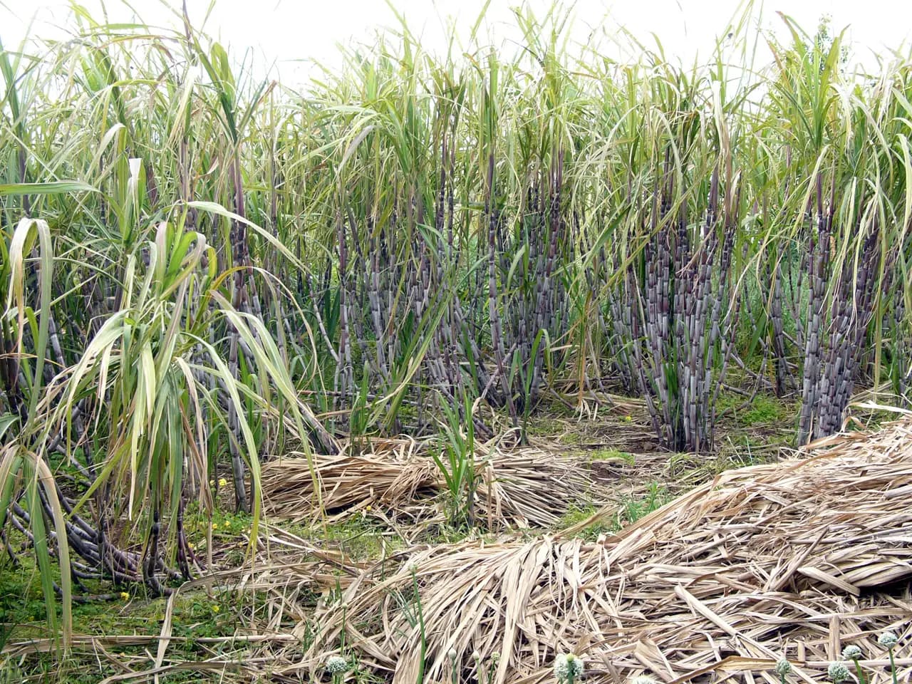 Towering sugar cane plants on the Safarico family plantation in Madeira
