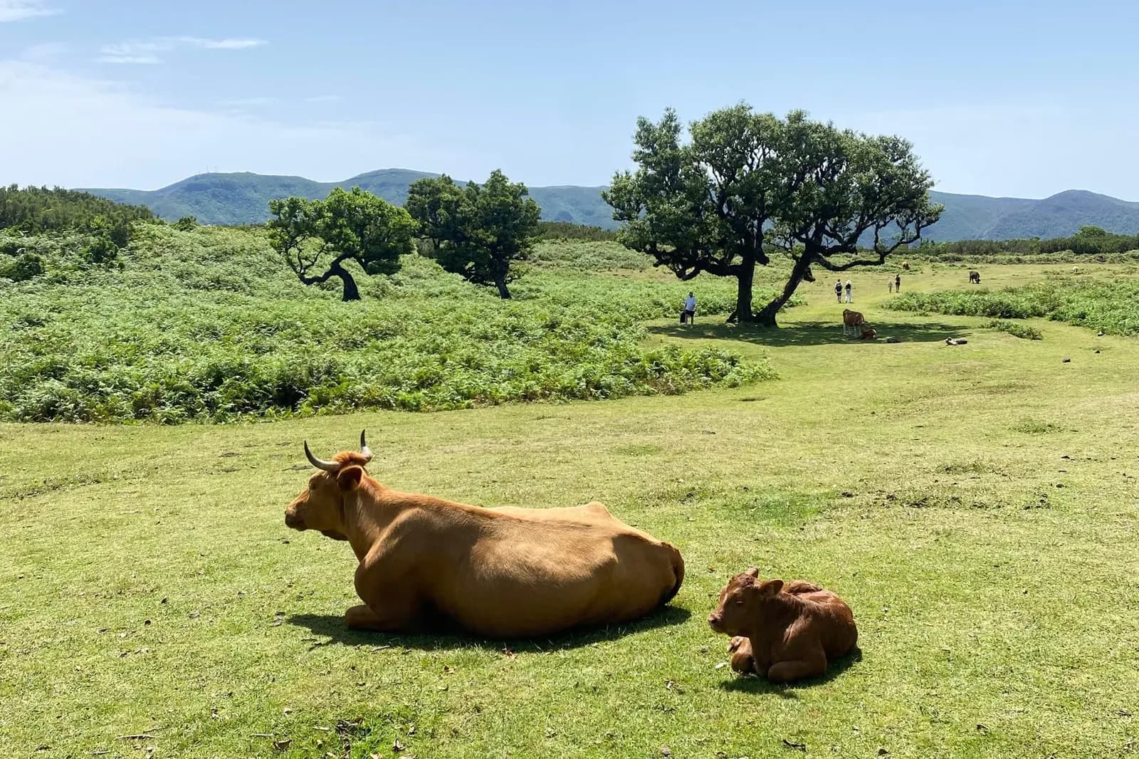 Cows resting among Fanal Forest’s ancient laurel trees